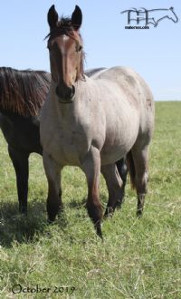 Miss Limited H's 2018 Bay Roan Filly